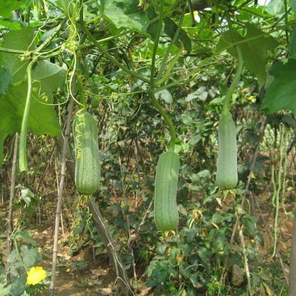 CYBEXIS Heirloom Sponge Gourde Seeds800 Seeds Seed