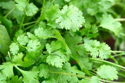 ZIXA Coriander Herb vegetable Seed