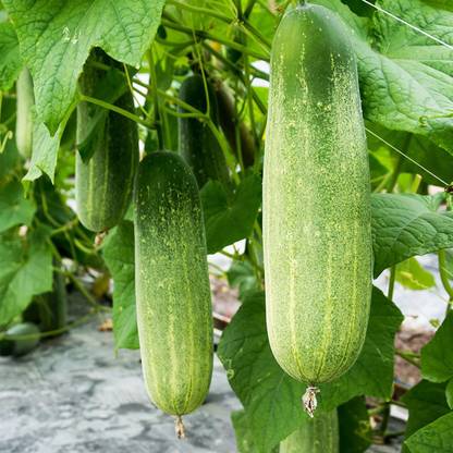 VibeX ® XXL-691 Hybrid Green Express Cucumber Seeds Seed