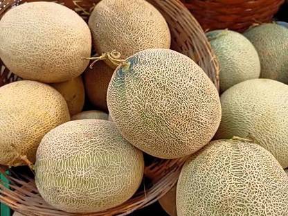 Chalisa Muskmelon, Kharbuja Seed
