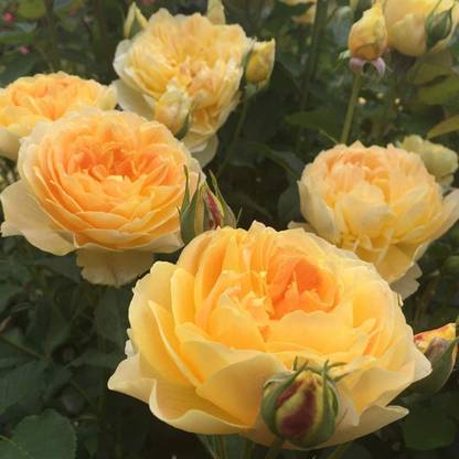 CYBEXIS XLR-6 - Yellow Rose Bush - (300 Seeds) Seed