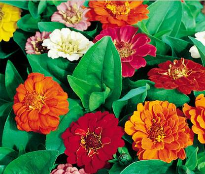 UGRA Zinnia Thumbelina Seed
