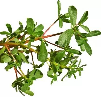 Aro Purslane, Kulfa Seed