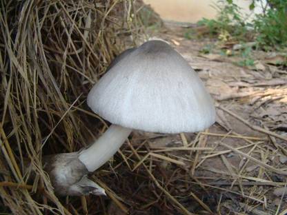Monday Square Paddy Straw Mushroom Spawn/Seeds 1Kg (Volvariella volvacea) Seed Seed