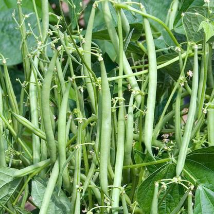 Aywal French Bean Cobra Seed