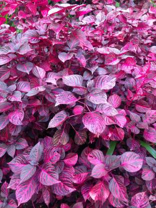 Greenery Live Seeds Amaranthus, Red Amaranth, Hybrid Chaulai Seeds Seed