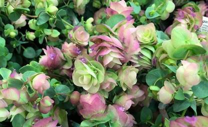 CYBEXIS KGF -3 - Ornamental Oregano Kirigami Flower - (150 Seeds) Seed