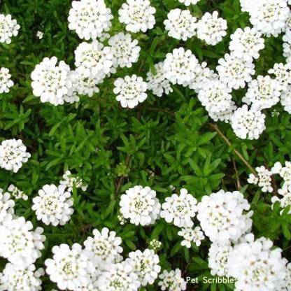 Lorvox Candytuft Sempervirens 'Iceberg Superior' Seed