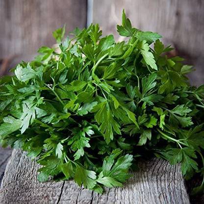 CYBEXIS NDIR-51 - Parsley Elite (Plain Single Parsley) - (750 Seeds) Seed