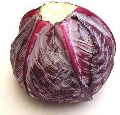 Mozette Organic Cabbage purple Seed