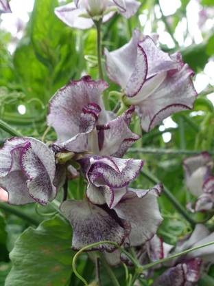 CEZIUS High Germination Sweet Pea Nimbus Seed
