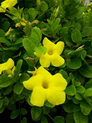 ASPEN Allamanda Creeper Plant Seed