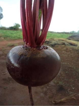 Avysa Beetroot Seeds, chukandar Ke Beej Seed