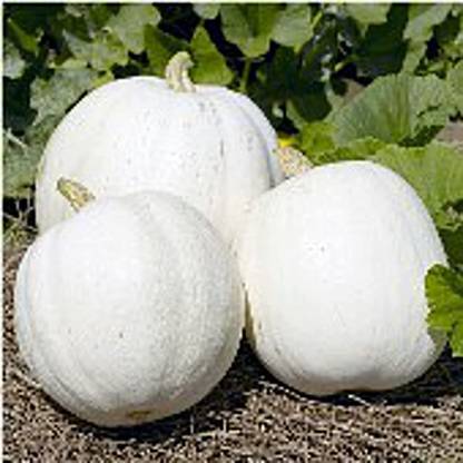 VibeX ® XLR-705 Casper Pumpkins Seeds Seed
