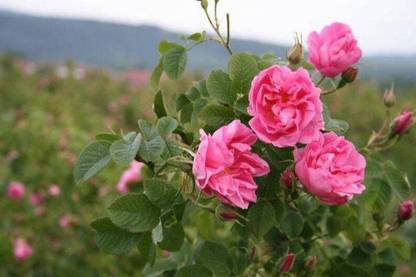 VibeX Bulgarian Rose (Damask rose) Seed