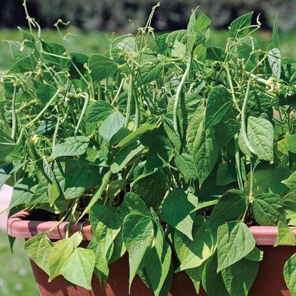 Aywal Green 'Domino' French Beans Seed