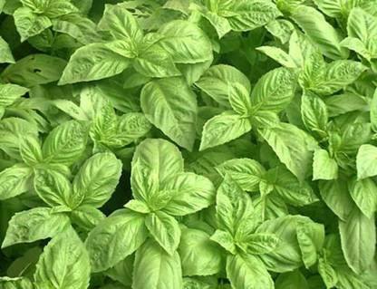 XEFRA Sweet Basil Seeds (Ocimum basilicum) Organic Seed