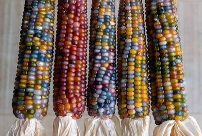 VibeX ® RXI-755 Glass Gem Corn Seeds Seed