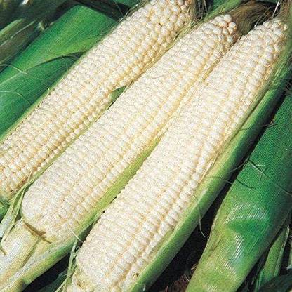 VibeX ® XLR-60 Silver Queen Hybrid Corn Seeds Seed