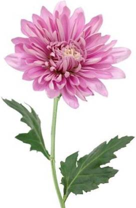 GARDENIFY INDIA F1 HYBRID PINK CHRYSANTHEMUM FLOWER Seed