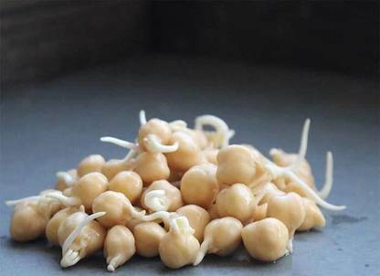 Biosnyg GARBANZO BEAN (Chick pea) [500 Seeds] Seed