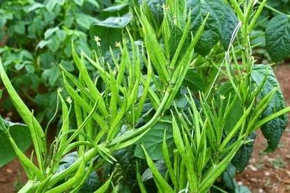Supreme CLUSTER BEANS Seed