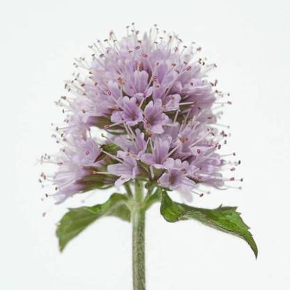 VibeX PUAS-60 - Water Mint - (150 Seeds) Seed