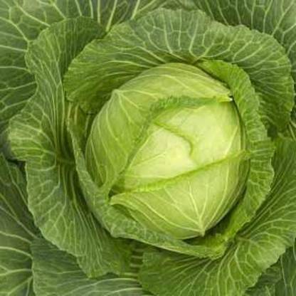 CYBEXIS Pusa Synthetic Cabbage-250 Seeds Seed