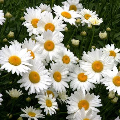 CYBEXIS Shasta Daisy, Silver Princess-50 Seeds Seed