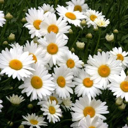 VibeX LX-30 - Shasta Daisy - Perennial Flower - Butterfly Nectar Non-GMO (180 Seeds) Seed