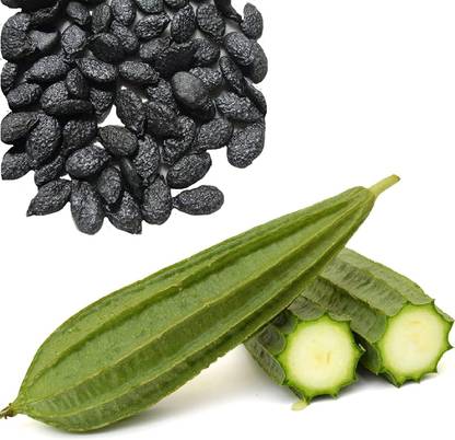 HAMPHU JINGA/SPONG GOURD SEEDS FASTEST GERMINATING BRIDE PAC OF 10 SEEDS Seed