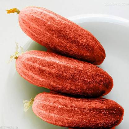 CYBEXIS High Germination Red Cucumber Seeds Cucumis Sativus500 Seeds Seed