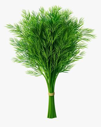 CYBEXIS KGF -71 - Bouquet Dill Non-GMO - (2250 Seeds) Seed