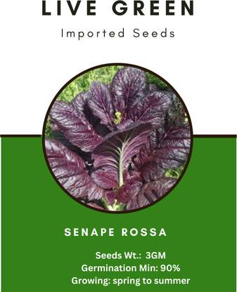 Udanta Live Green Imported Seeds - Senape Rossa Red Mustard Saag Seeds Seed