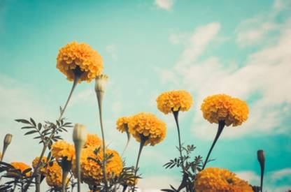 Audhav Marigold Hazara Flower With 100% Germination Rate Seed