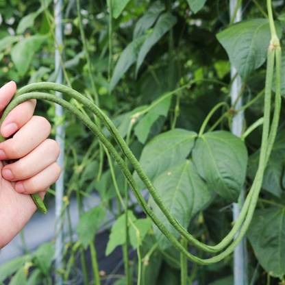 CYBEXIS Yard Long Snake Bean Vegetable Seed200 Seeds Seed