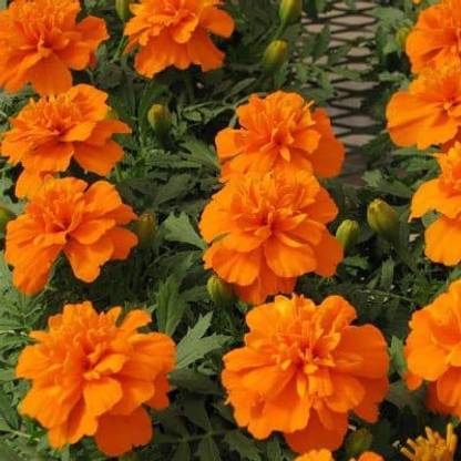 VibeX LX-13 - Bonanza Deep Orange Marigold - (250 Seeds) Seed