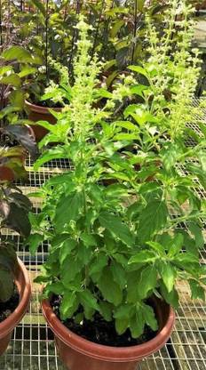 CYBEXIS VXI-70 - Thai Holy Basil - (1500 Seeds) Seed