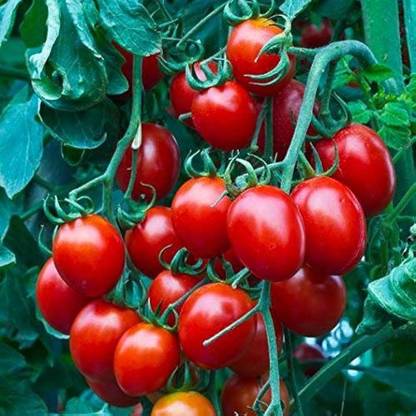 ibains Hybrid cherry tomato seeds Seed