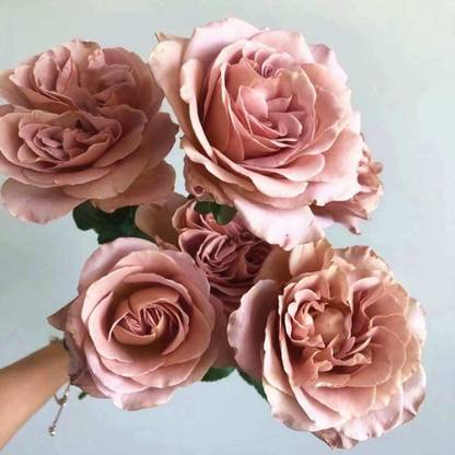 WILLVINE Caffe Latte Rose Seed