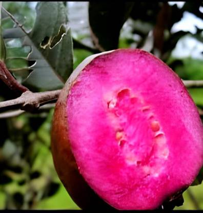 SHYAM Testy Food ''Purple Guava Fruit" Tree Plant Seed