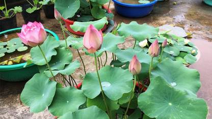 BDSresolve Lotus seeds for planting at home Seed