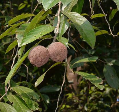 VibeX XLL-35 - Tropical Almond Malabar - (30 Seeds) Seed