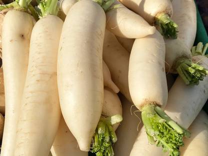 Quentova Chinese Turnip White Radish Seeds Seed