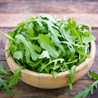 KNESSiN Arugula - Leafy Green Salad: Microgreens, Baby Greens-{800 Seeds} Seed