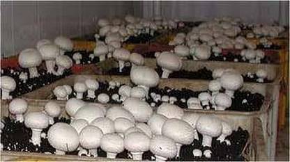 Oliver MUSHROOM SPAWN SEEDS Seed