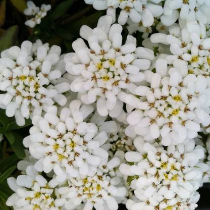 CEZIUS Iberis ‘Snowflake’ – Candytuft Seed
