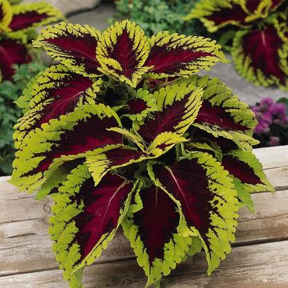Biosnyg Kong Series Coleus Seeds - Rose-[50 Seeds] Seed
