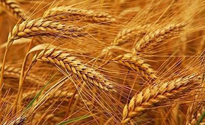 STOKIYA Wheat Seeds, DBW17, & Agriculture (Kheti ), Gehu Ka Bheej Seed (10KG Seed Seed