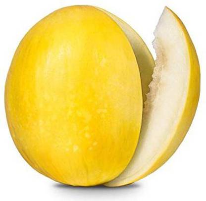 CYBEXIS VXI-36 - Yellow MelonCantaloupe Muskmelon Kharbuja - (1350 Seeds) Seed